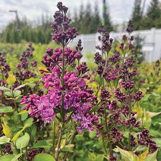 Lilac - Pocahontas - 3 gallon