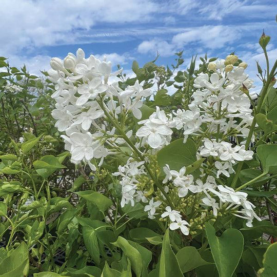 Lilac - Betsy Ross - 5 gallon