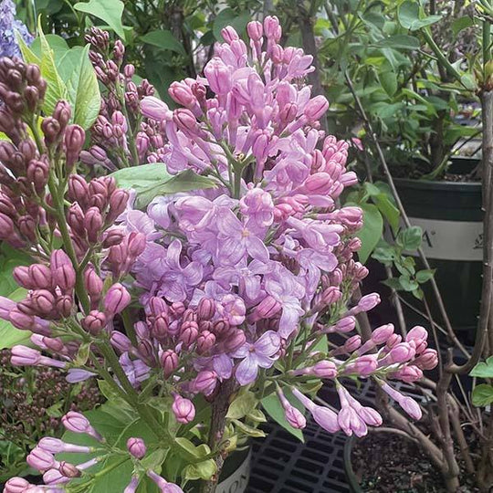 Lilac - Lavender Lady - 5 gallon