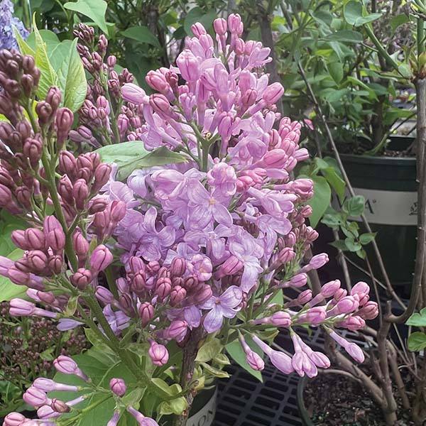 Lilac - Lavender Lady
