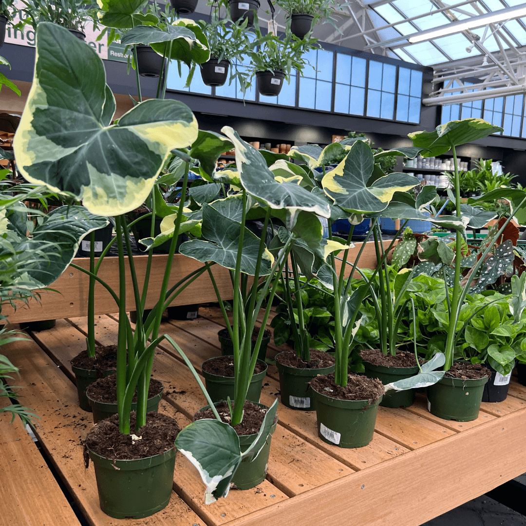 Mickey Mouse Alocasia