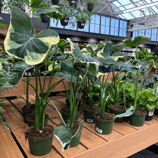 Mickey Mouse Alocasia - 6-inch