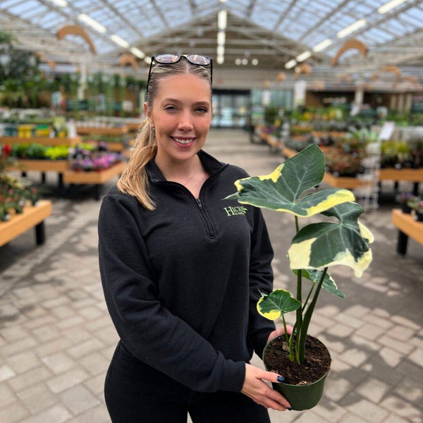 A smiling woman in a black pullover holds a 6-inch Mickey Mouse Alocasia from Pickup & Local Delivery Only, showcasing its striking variegated leaves inside a spacious greenhouse filled with various indoor plants and flowers on display tables.