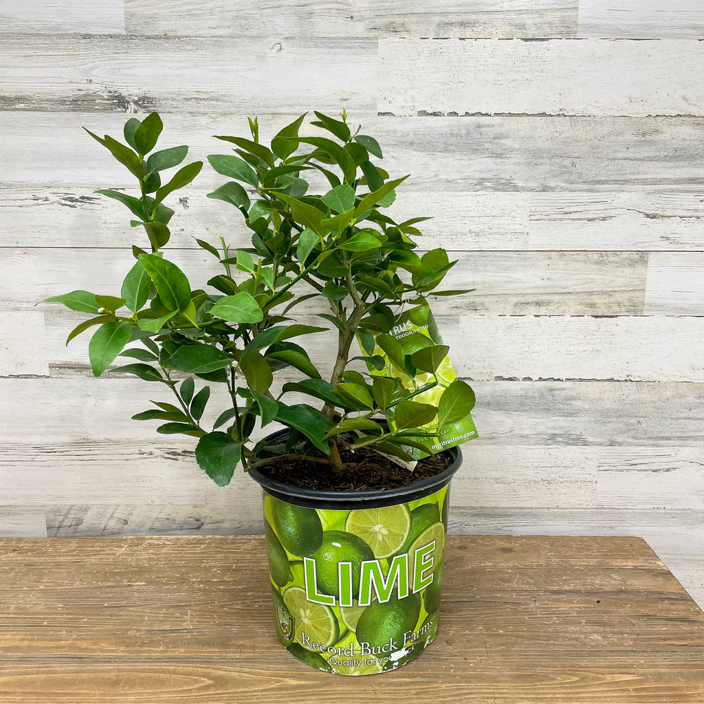 A Lime - Persian tree in a 3 gallon pot from Available for Pick-Up & Delivery, with glossy green leaves and labeled LIME, sits on a wooden surface against light rustic wood panels, perfect for home growing.