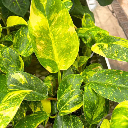 Philodendron - Congo Nuclear - 4-inch Pot