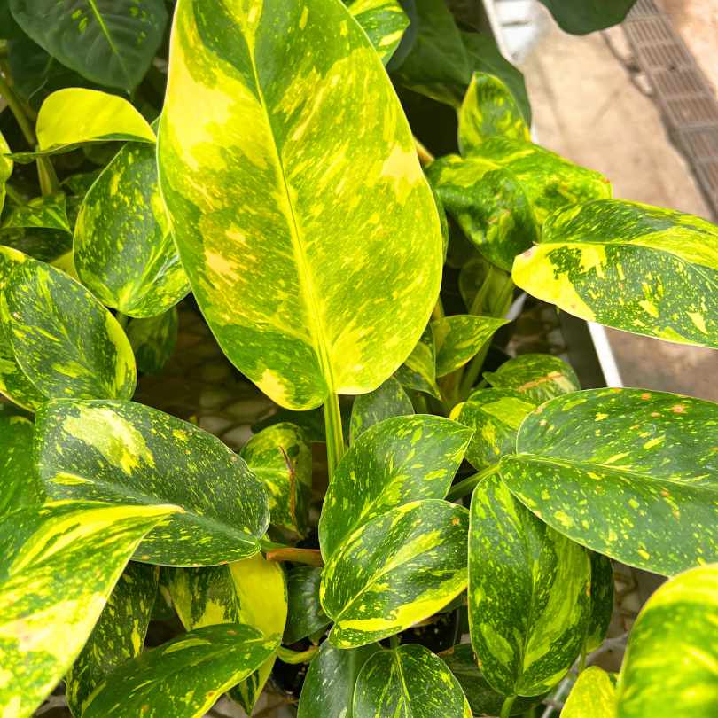 philodendron green congo nuclear Philodendron - Congo Nuclear