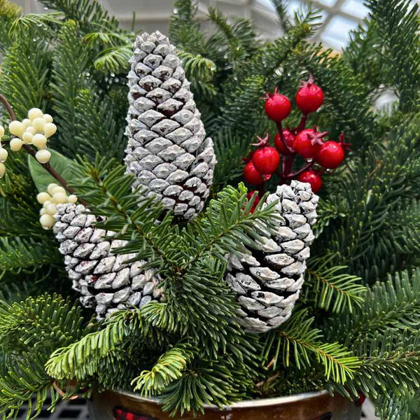 The Holiday Tin Planter with Fresh Greens - 8-inch features pinecones, green pine branches, and red and white berries in a festive tin—a perfect seasonal gift from Available for Pick-Up & Delivery.