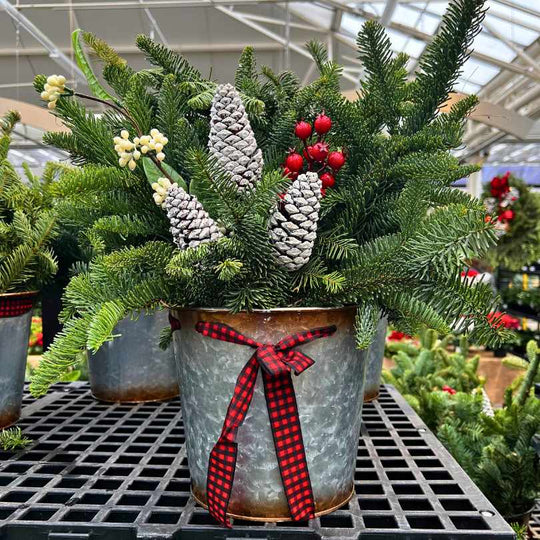 Holiday Tin Planter with Fresh Greens - 8-inch