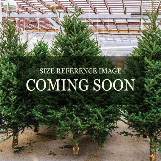 Premium Fraser Fir Real Christmas Tree 5-6 ft.
