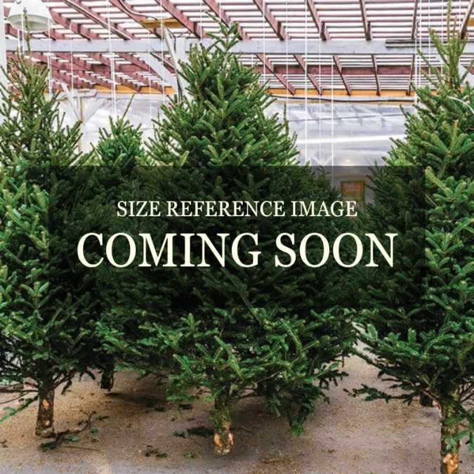 Several Premium Fraser Fir Real Christmas Trees (12-14 ft.) by Available for Pick-Up & Delivery are displayed indoors on a sandy floor, with a central sign reading "Size Reference Image Coming Soon" and white panels in the background.