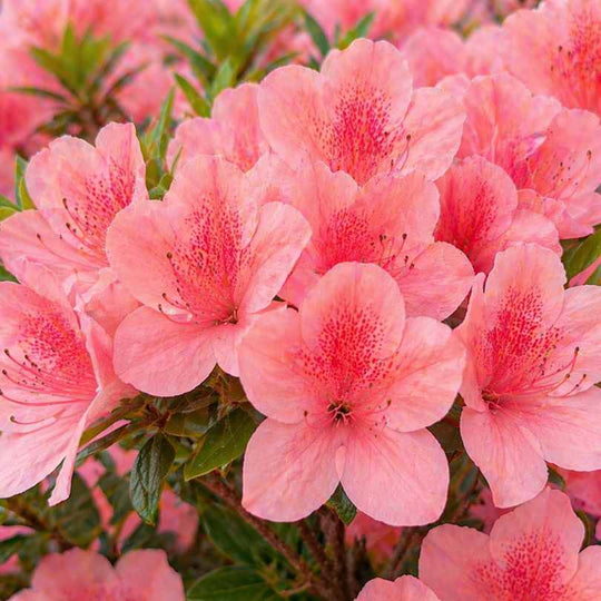 Azalea - Blaauw's Pink - 3 gallon