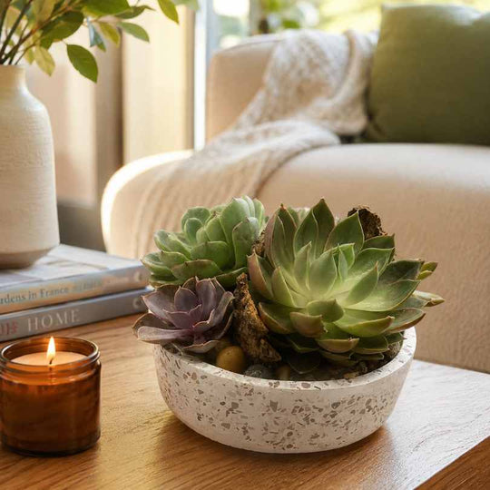 Workshop: Create a Succulent Planter | Small