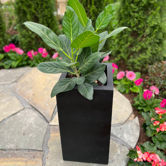 Toulouse Planter - Black - 11-inches x 19-inches