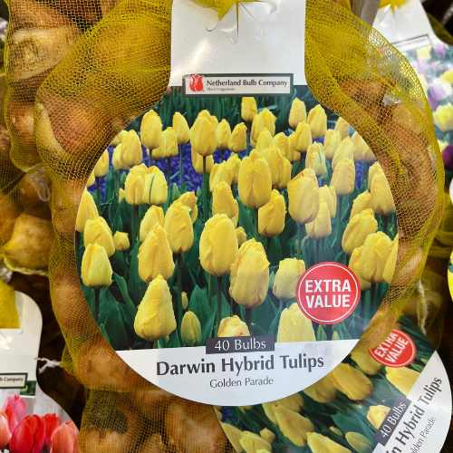 The Tulip Bulbs - Golden Parade - Jumbo 40 Pack by Pickup & Local Delivery Only features large yellow blooms and is ideal for those seeking low maintenance plants.