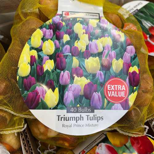 Tulip Bulbs - Royal Prince - Jumbo 40 Pack by Pickup & Local Delivery Only, features yellow and purple blooms. The package has a red Extra Value sticker, yellow netting, and recommends bulb fertilizer for best results.
