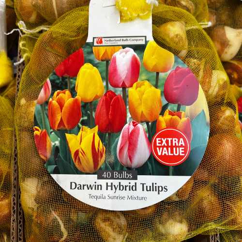 Tulip - Tequila Sunrise - Jumbo 40 Pack