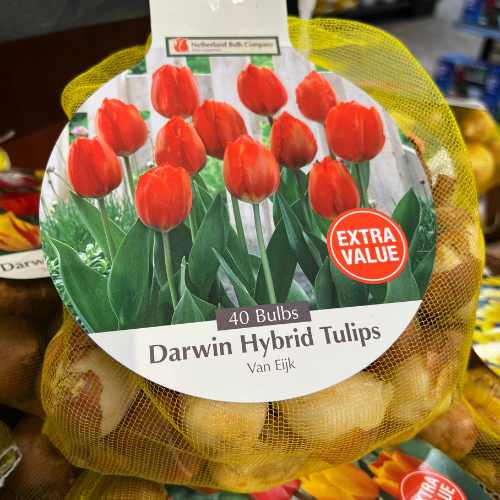 Tulip - Van Eijk - Jumbo 40 Pack by Pickup & Local Delivery Only: 40 red-flowering bulbs, ideal for cut flowers, in a yellow mesh bag with EXTRA VALUE label and vivid tulip photo.