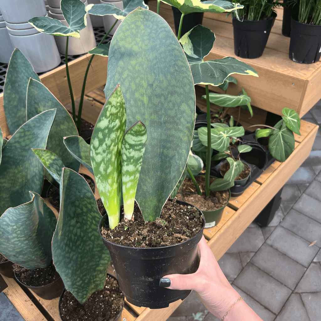 6 inch snake plant Whale Fin Snake Plant