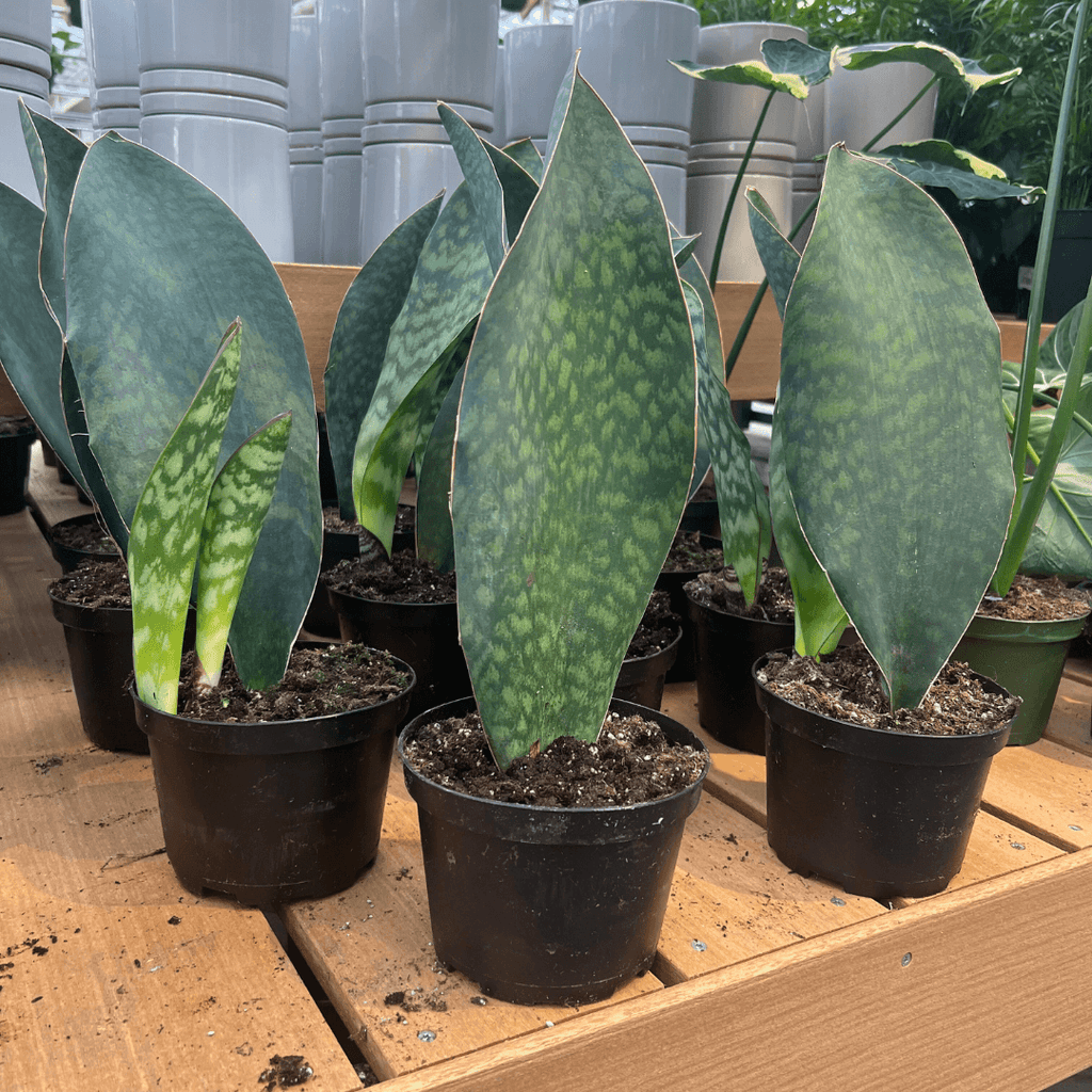 whale fin snake plant care Whale Fin Snake Plant