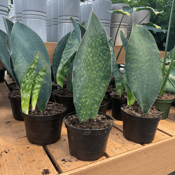 Several Whale Fin Snake Plants by Pickup & Local Delivery Only, each in a 6-inch pot and known for their thick, upright green leaves, are displayed on a wooden surface. White ceramic pots are stacked in the background.
