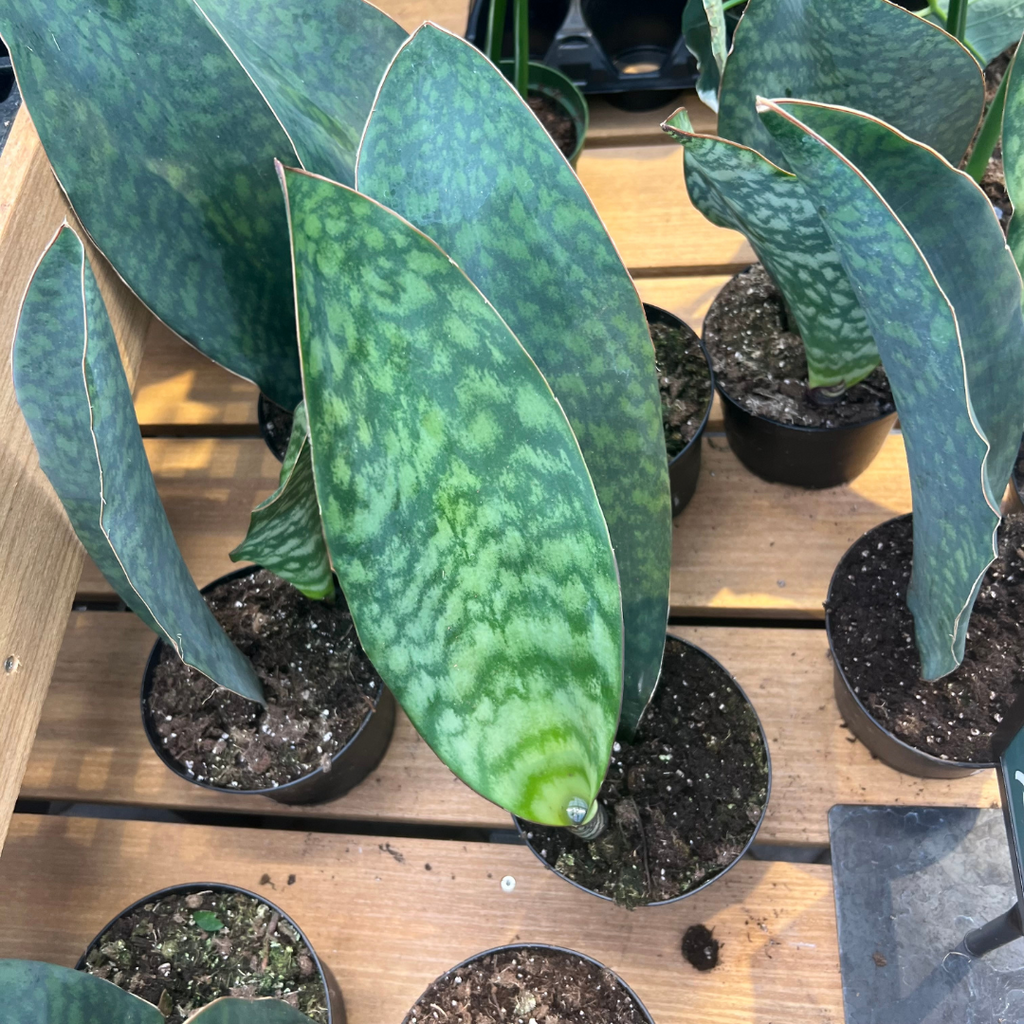 Whale Fin Snake Plant - 6-inch pot