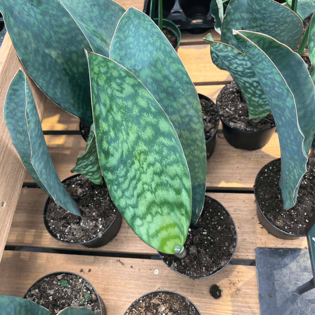 snake plant whale tail Whale Fin Snake Plant