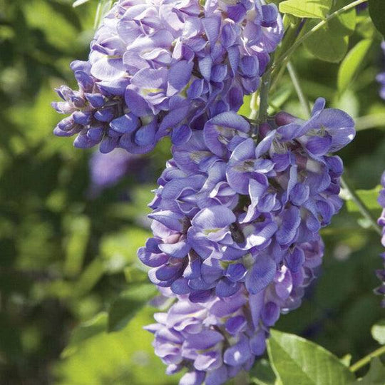 Wisteria – Amethyst Falls – 5 gallon