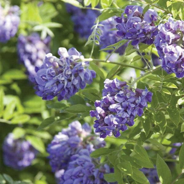 The Wisteria ‘Amethyst Falls’ (5 gallon) from Pickup & Local Delivery Only features clusters of fragrant purple-blue blooms on leafy stems, thriving in sunlight and attracting birds and butterflies for a vibrant garden display.