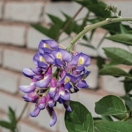 Wisteria - Blue Moon - 5 gallon
