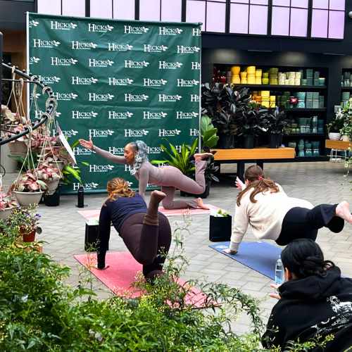 Four women practice yoga indoors at Hicks Nurseries, surrounded by plants and a green “Hicks” backdrop. Join the Sunrise Yoga | Wed., July 22, 2026, a Hicks Nurseries Event, for a relaxing wellness experience.