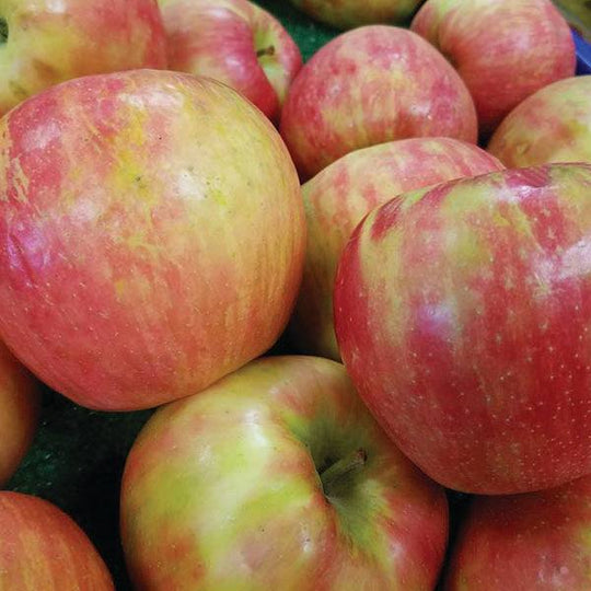 Apple Tree - Honeycrisp - 7 Gallon