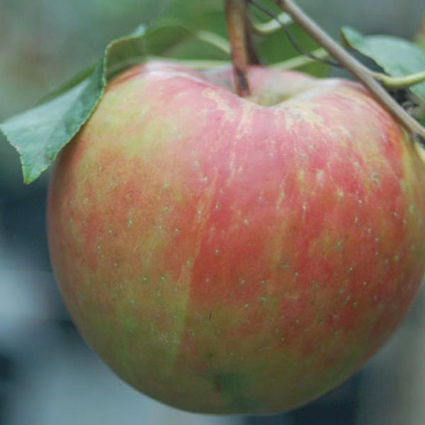 Apple Tree - Royal Gala - 7 Gallon
