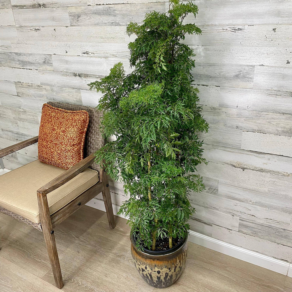 aralia plant indoors Aralia - Ming