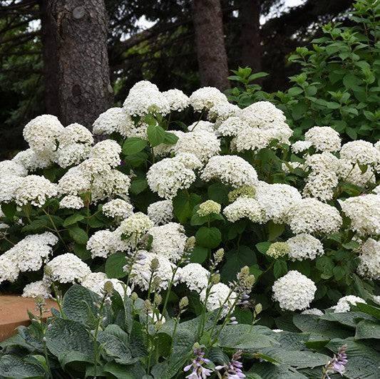 Hydrangea - Annabelle - 5 gallon