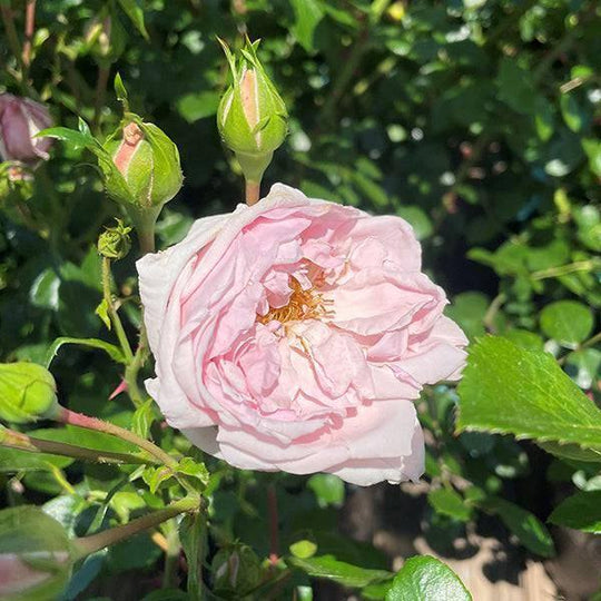Rose - Climbing - New Dawn - 9 gallon - Espaliered