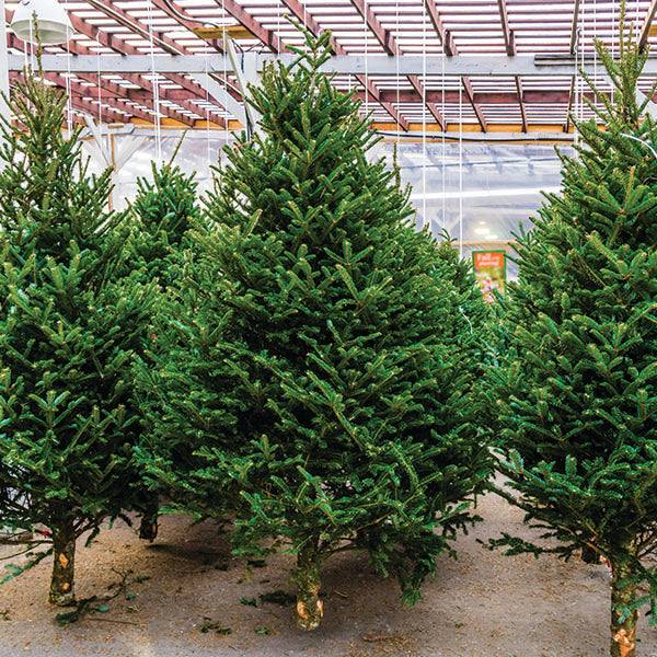 Premium Balsam Fir Real Christmas Tree 9-10 ft. SOLD OUT