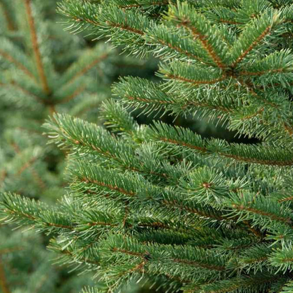 Close-up of dense, needle-like leaves on the Premium Balsam Fir Real Christmas Tree (8-9 ft.), available for pick-up & delivery. Vibrant green needles cover brown stems, with layered branches creating a lush, natural holiday look.
