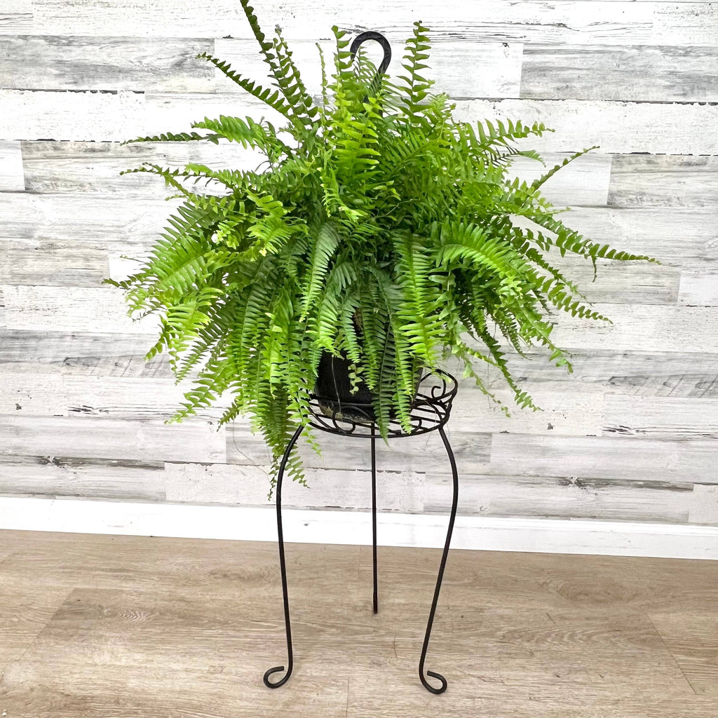 metal floor hanging plant stand Plant Stand – Black Metal Scroll Design – 21-inches