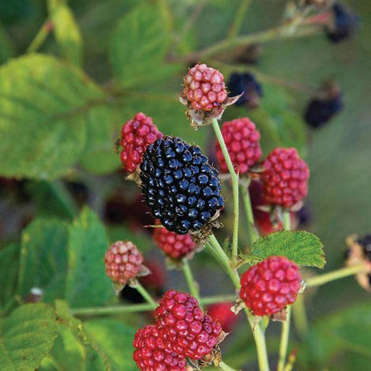 Blackberry - Baby Cakes - 2 Gallon