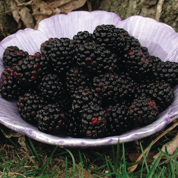 Blackberry - Chester Thornless - 2 Gallon
