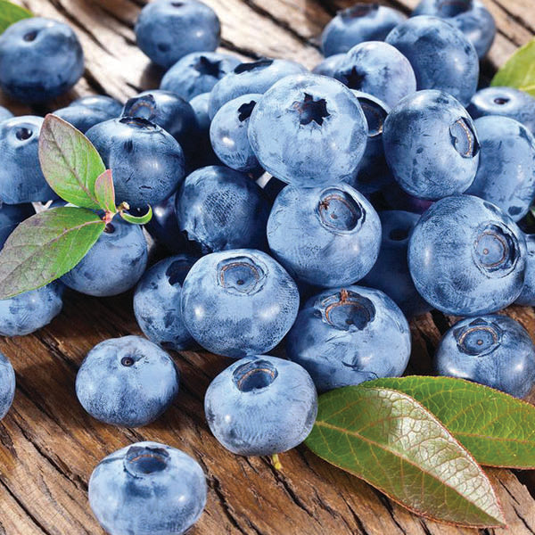 Blueberry - Blue Crop - 2 Gallon