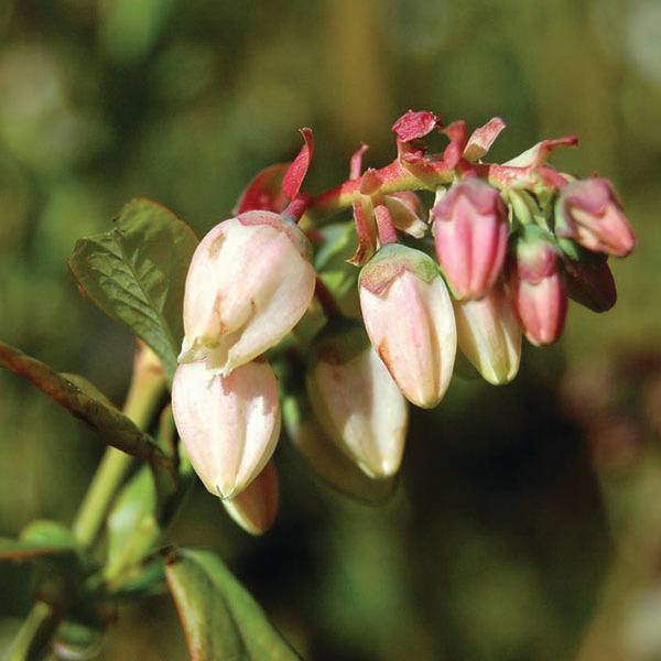 Close-up of Blueberry - Blueray - 2 Gallon flower buds in pale pink and white by Pickup & Local Delivery Only, hanging from a leafy green stem against a blurred background—perfect for planting in full sun.