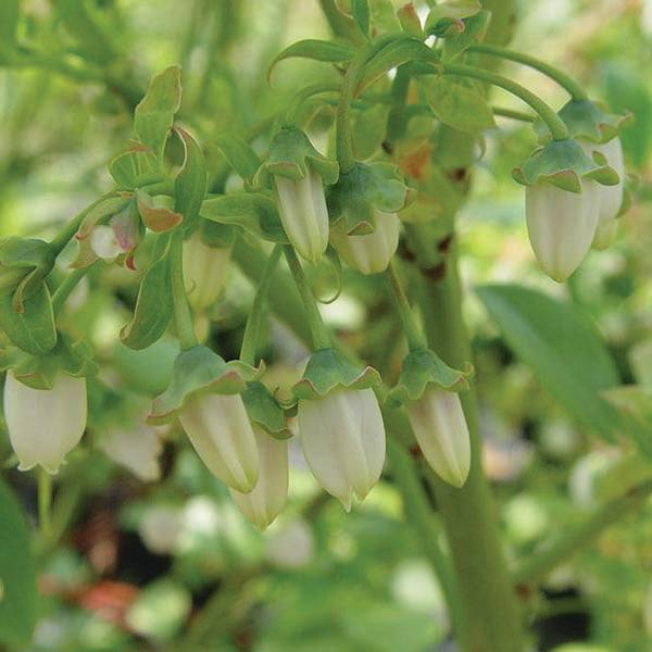 Close-up of small, white, bell-shaped Jersey Blueberry flowers on green stems and leaves. Pickup & Local Delivery Only: Blueberry - Jersey - 2 Gallon—ideal for enjoying fresh.