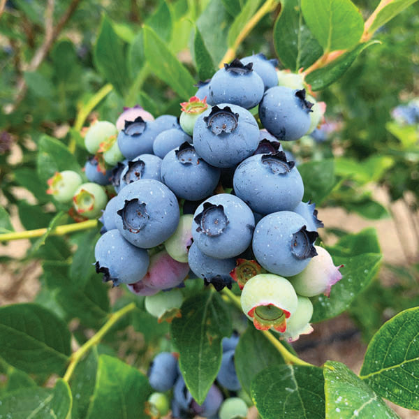 Blueberry - Jersey - 2 Gallon