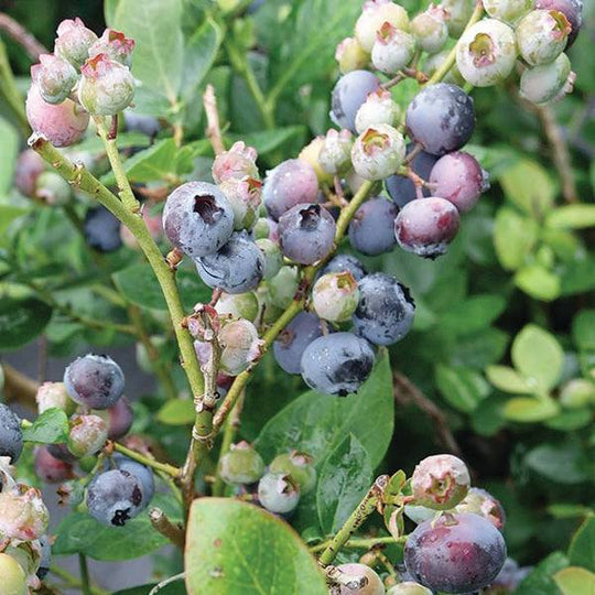 Blueberry - Peach Sorbet - 2 Gallon