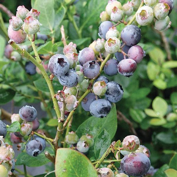 Blueberry - Peach Sorbet