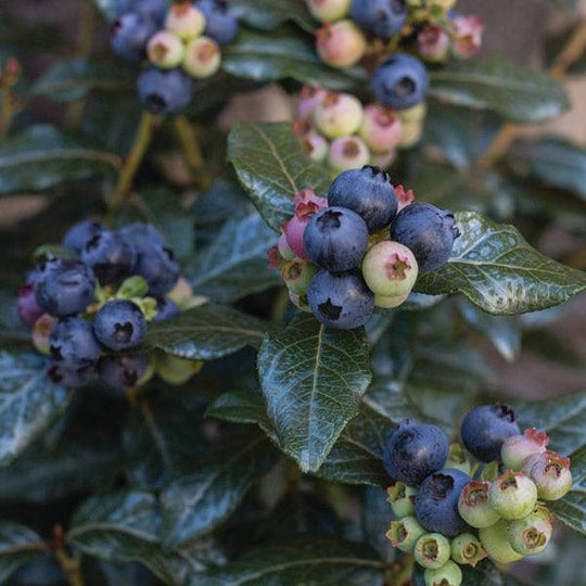 Blueberry - Perpetua - 2 Gallon