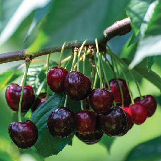 Cherry - Regina - 7 Gallon