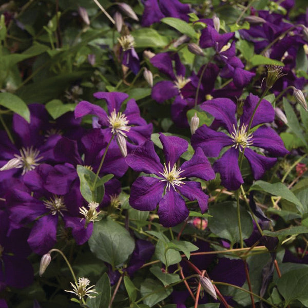 Clematis – Jackmanii – 5 gallon