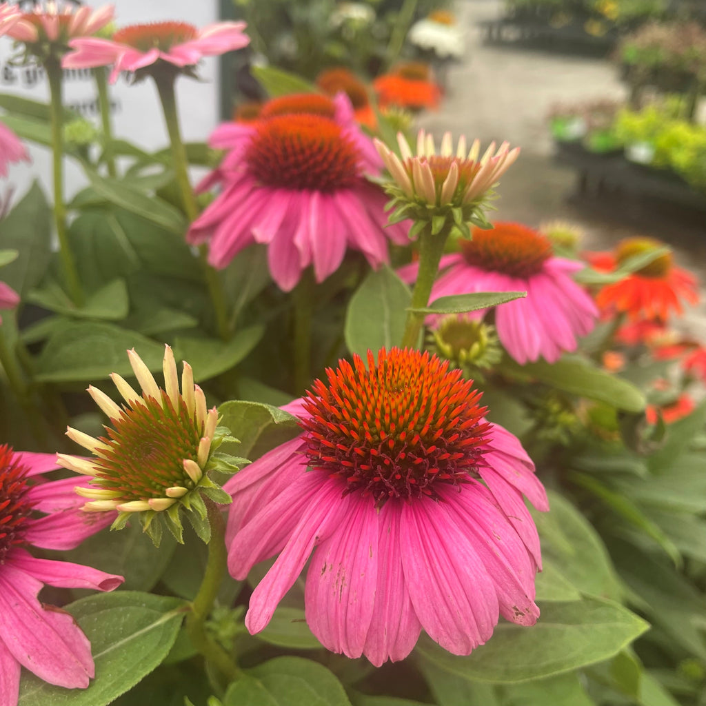 Close-up of Coneflower - Pow Wow Wild Berry (1 gallon) from Pick-Up & Local Delivery Only, featuring vibrant pink petals and spiky orange centers among green leaves. This stunning plant attracts butterflies to your garden.